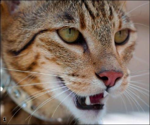 ������� �������