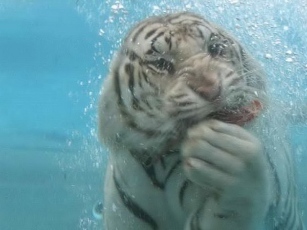 ������� �������