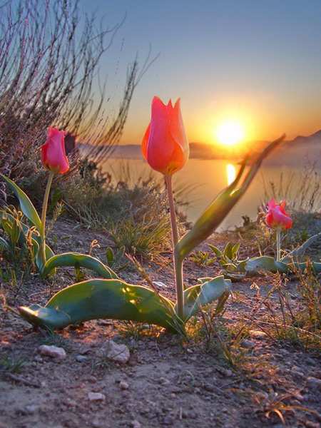 ����������� �������