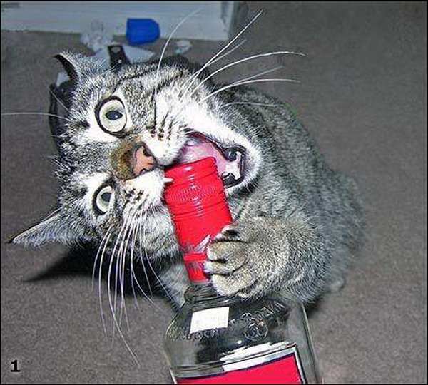 ���� ������