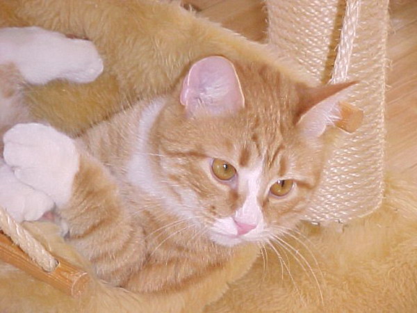 ���������� ����