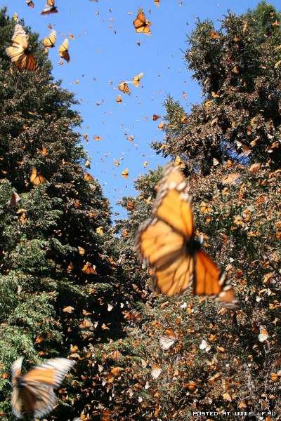 ������� �������