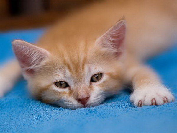 ������� ������� �����