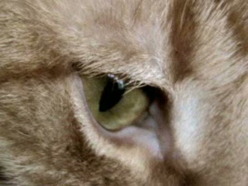 Fl�ur - Ҹ���� ����