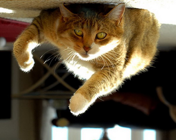 ������ ���������